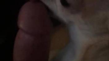 Nice animal licking all over that juicy penis here