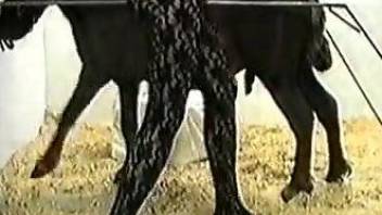 Naked females fucked by the horse in a dirty manner