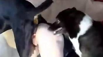Pasty pussy babe getting fucked hard by a dog