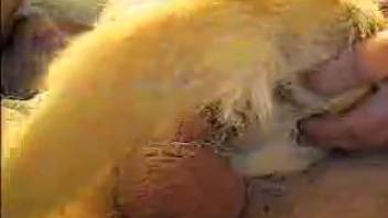 Guy pounding a adorable critter that had it coming