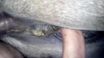 Guy bangs this beast's tasty-appearing cunt