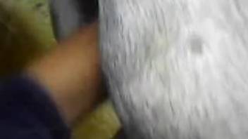 Guy frantically fisting a female horse's vagina like he's demon-possessed