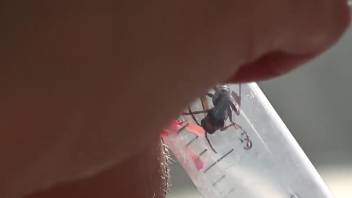 Intimate insect kink adult film featuring a mature German woman