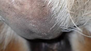 Aroused guy intensely penetrates fluffy creature in savage adult video sequences
