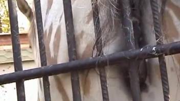 Lustful guy definitely desires to penetrate the horse deeply