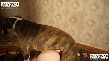 Redhead maid orally pleases her trained dog