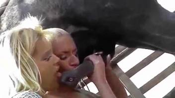 Bare blonde women screw a horse during a joint outdoor adult escapade
