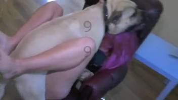 Erotic pleasure with her canine companion in homemade bestiality scenes