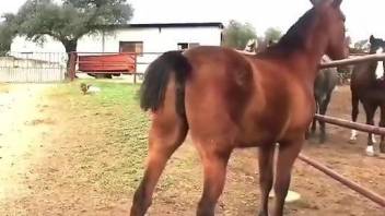 Sexy animals fighting over a mare's pussy in a 3some
