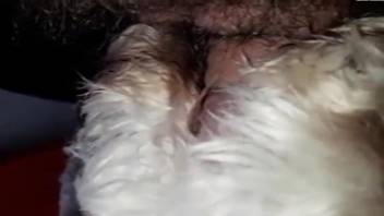Guy with a hairy dick bangs a super hot wild chick