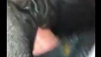 Sexy mare hole getting dominated in a free online vid