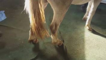 Incredible bestiality sex film featuring a huge horse penis