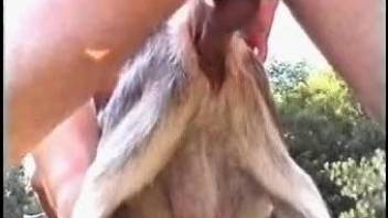 Beauty brunette swallows cum after nasty sex with a small goat