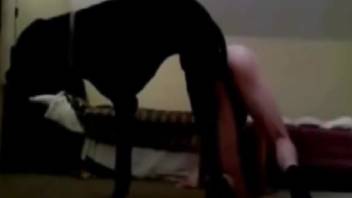 Filthy animal lover's orifice pounded by an alluring canine