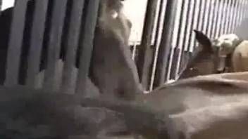 Hot babe allows this guy to bang her cunt from the rear