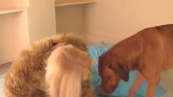 Blonde freak in furry costume screws a dog