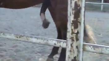 Horse cock showcased up close in a hot porno movie