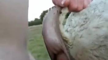 Guy screws fluffy beast on the farm and films himself in the act