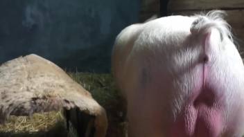 Pig shows naked woman proper zoophilia by stinging her cunt