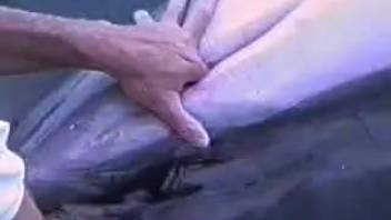 Guy fingering that beast's cunt and it's steamy