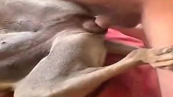 Nude man inserts his erect cock down the dog's ass and pussy