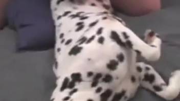 Guy banging a female Dalmatian with his rock-hard cock