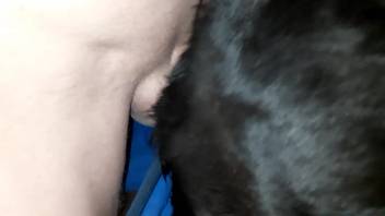 Exquisitely filmed bestiality gaping video featuring a dog