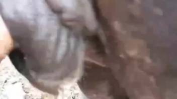 Rancher thrusts his erect cock into a narrow mare's vagina