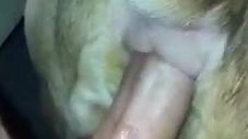 Colossal human cock ruining a dirty dog's hole