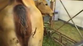 Sexy cow showing its lovely pussy to a female zoophile