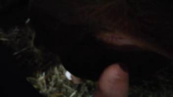 Guy screwing a beast's vagina in a chaotic first-person flick