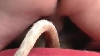 Dude using his dirty cock to fuck a sexy animal deeply