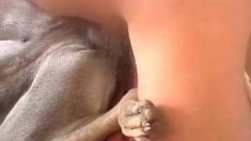 Guy employing his filthy dick to deeply penetrate a hot beast