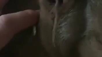 Guy messing around with a nasty beast in a first-person view clip