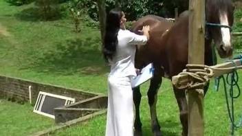 Brown horse gets a sloppy blowjob from a chick in white
