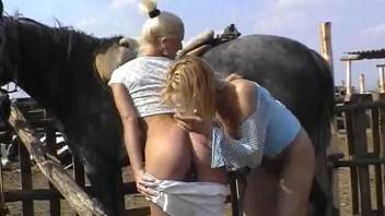Wavy-haired blondie going down on that stallion's dick