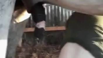 Excited bestiality enthusiast attempting equine cock in her rear
