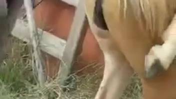Filming a horse screwing arouses the lustful dude and gets him pumped up
