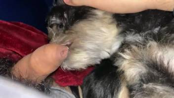 Guy bangs fluffy canine in crazy scene and ejaculates on its coat