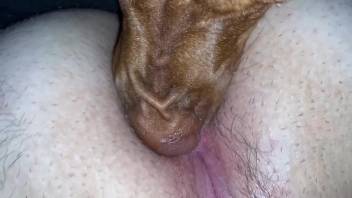 Naked woman relishes the dog's tongue pleasuring her in intensely erotic sessions