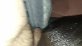 Nude man deep fucks furry animal in closeup amateur cam solo