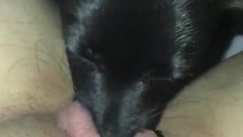 Sexy dog licking that pussy with great passion
