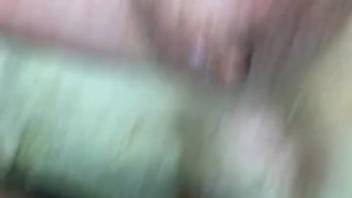 Guy anally screws small canine in messy house bestiality first-person view