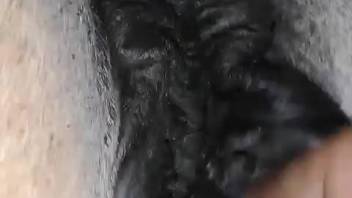 Hot naked close-up bestiality video of a guy and his stallion
