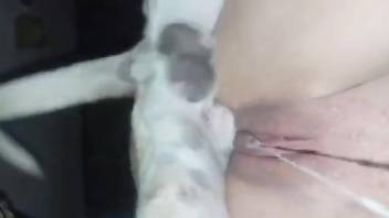 Horny female lets her small dog fuck that pussy and ass