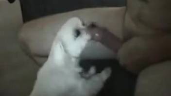 Fluffy small pup satisfies master by tonguing his cock on webcam