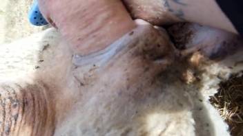 Guy screws fluffy beast on the farm till he ejaculates onto it