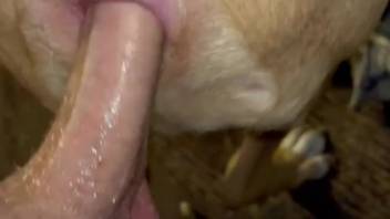 Guy banging a canine's orifice with his bent dick