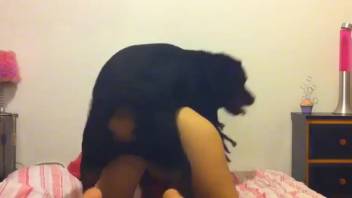 Webcam babe stuffed with the canine's fluffy dick directly into her snatch