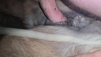 Guy shoves entire dick into fluffy beast's soaked pussy for savage bliss